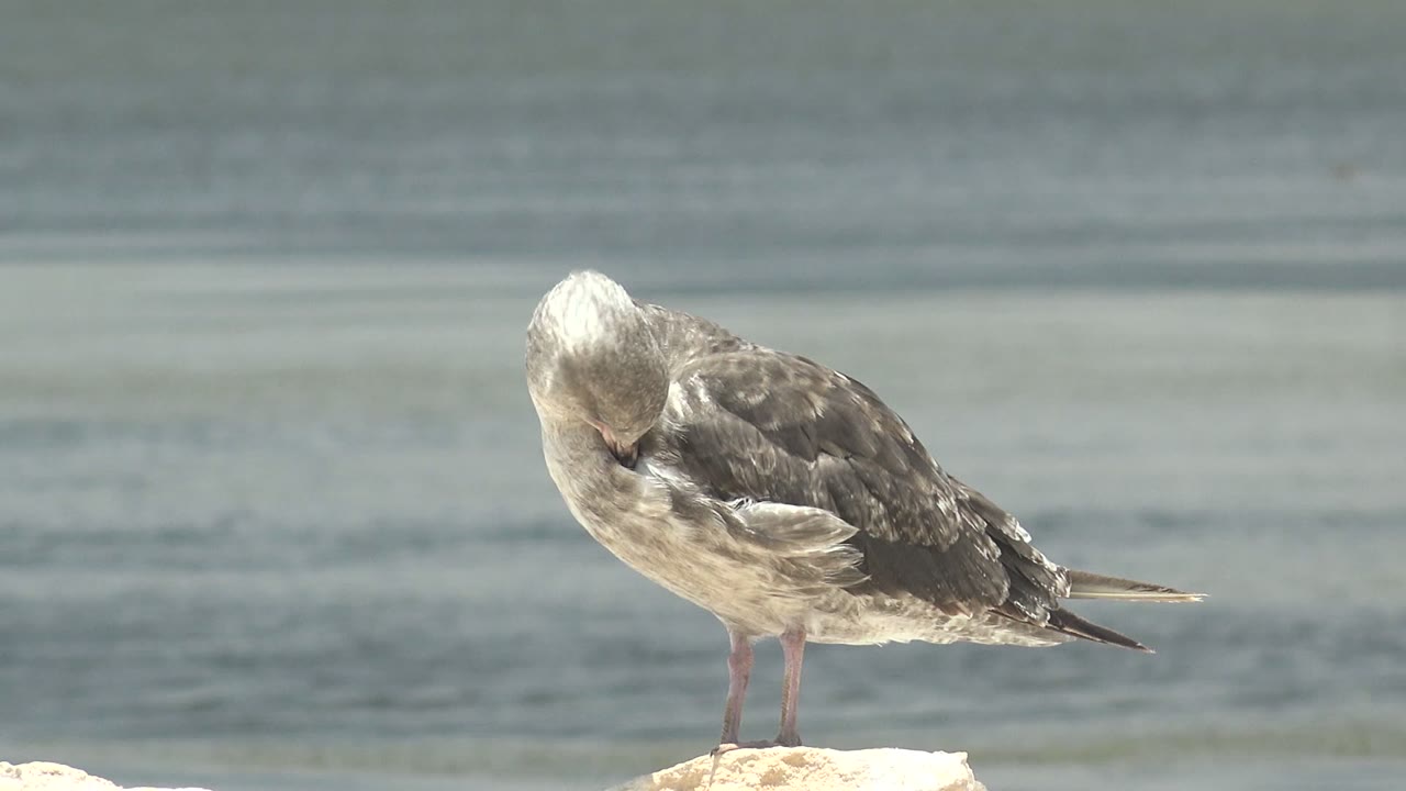 Seagull bends its head toward its wing on a rock.