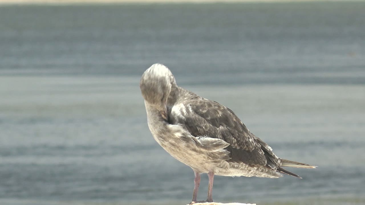 A seagull keeps its head tucked into its wing feathers on a pale shoreline rock in Guerrero Negro, with a muted water surface behind it and no visible people.