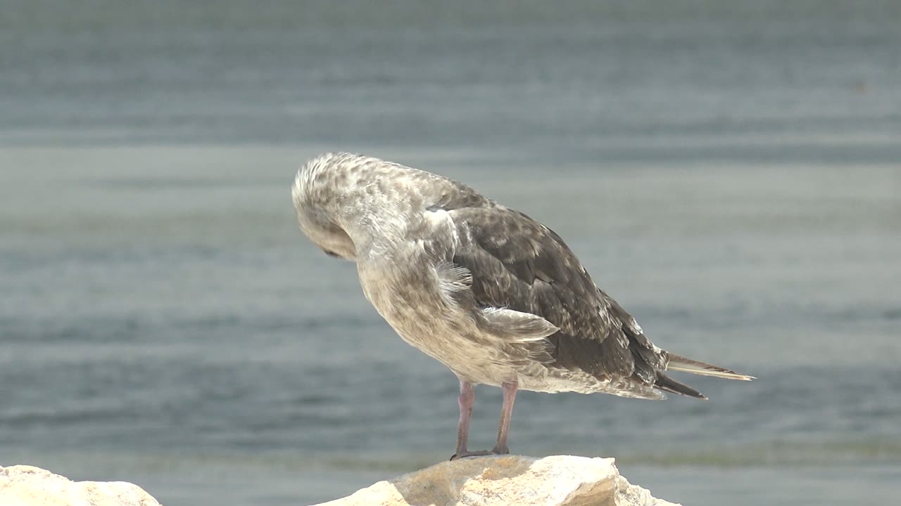 At 0:00 in Guerrero Negro, Baja California Sur, a gray and white seagull stands on pale rocks and bends its head into its body feathers with calm water behind it and no visible people.