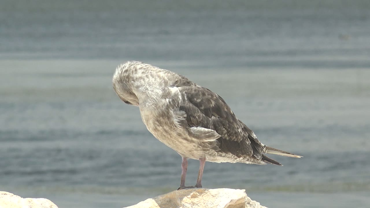 Seagull keeps its head down while preening feathers on a rock near water.