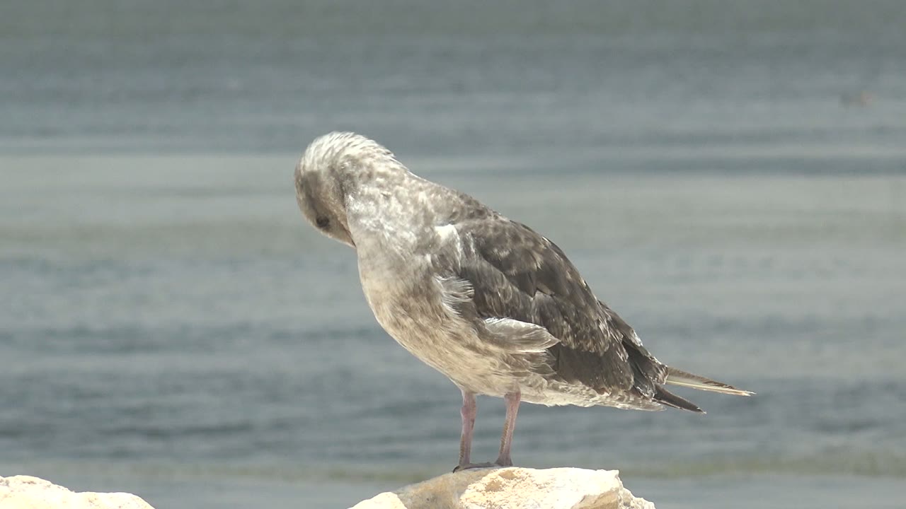 At 0:02 in Guerrero Negro, Baja California Sur, the seagull angles its head toward its shoulder while standing on pale rocks, with a smooth water background and no visible people.