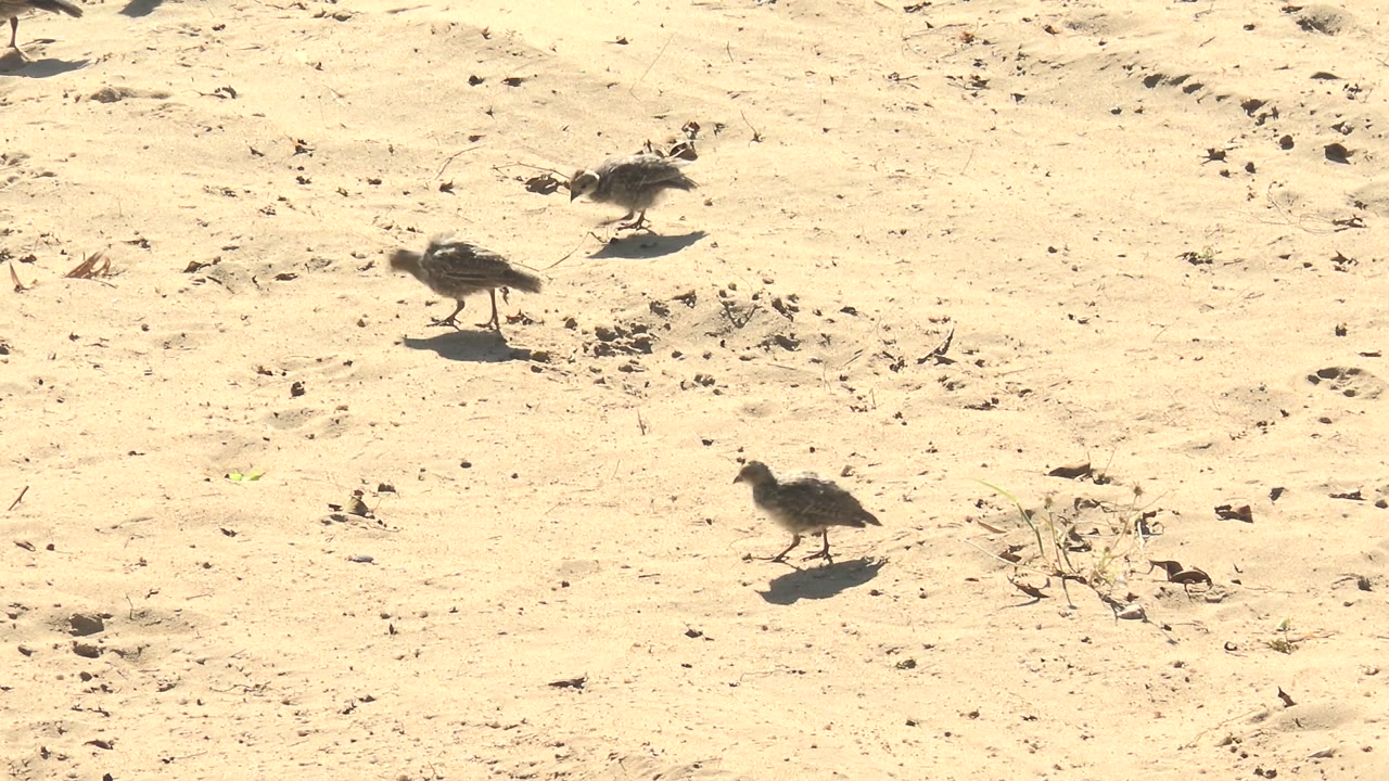 Three small quails move across bright sandy ground in San Carlos, Baja California Sur, with scattered dry debris and no visible people.