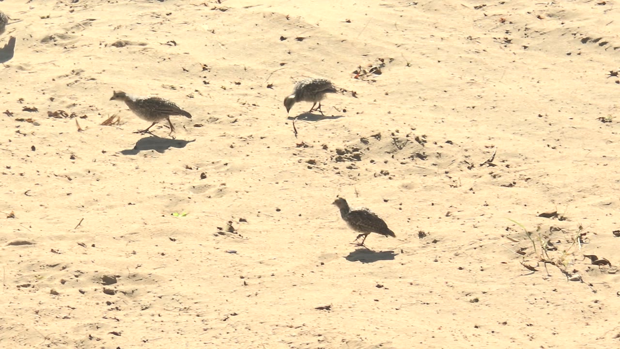 Small quails spaced across pale sand.
