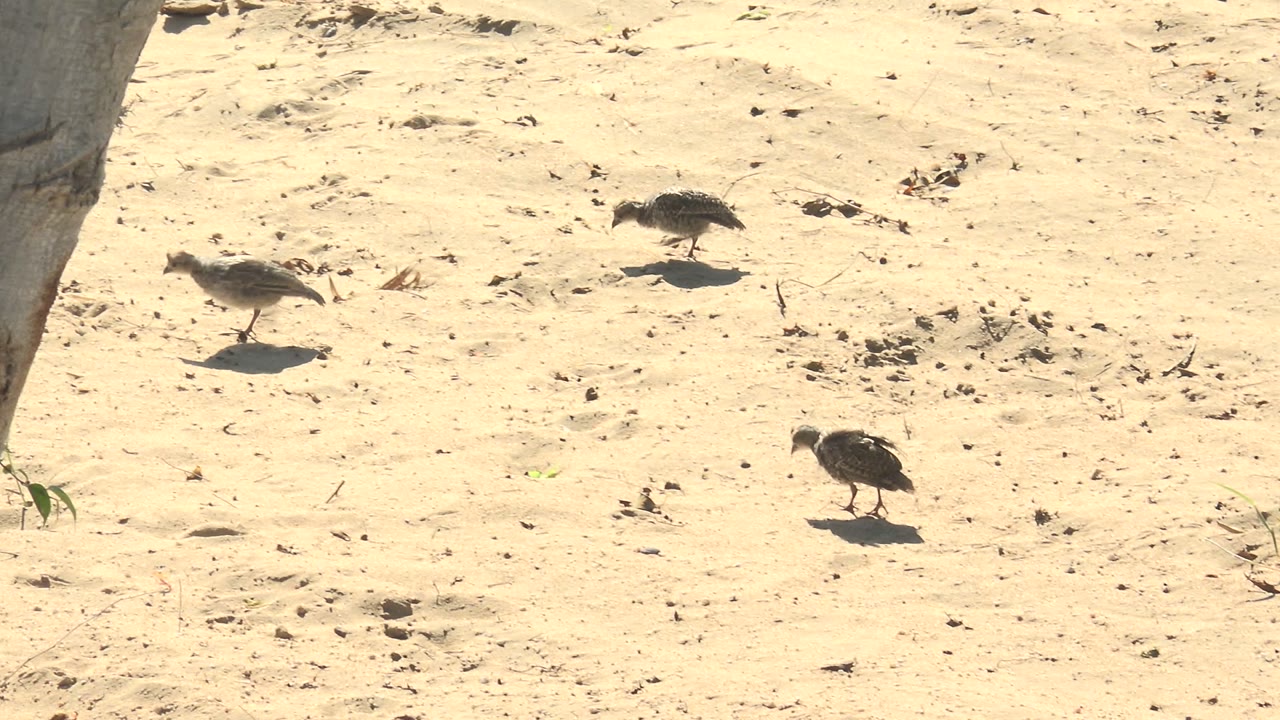 Two quails remain visible on the sandy ground in San Carlos, Baja California Sur, while a tree trunk edge enters the upper right of the frame and no people are visible.