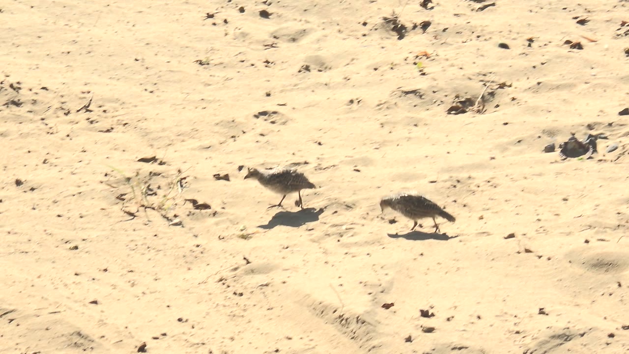Two small shorebirds move across pale sandy beach ground in San Carlos, Baja California Sur, with scattered debris, footprints, hard shadows, and no visible people.