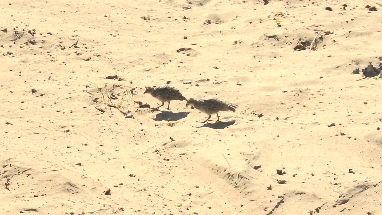 Two small shorebirds crossing sandy ground