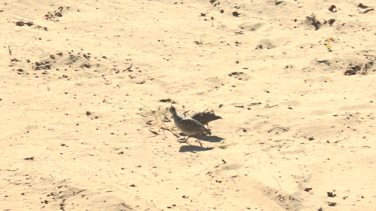 Two small shorebirds appear near sparse dry debris on pale beach sand in San Carlos, Baja California Sur, with hard sunlight and no visible people.