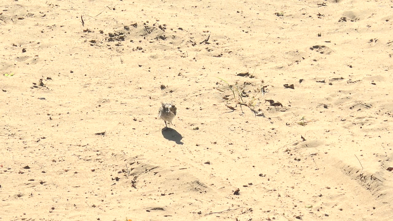 A small brown bird stands on pale sandy ground in San Carlos, Baja California Sur, with dry debris nearby and no visible people.