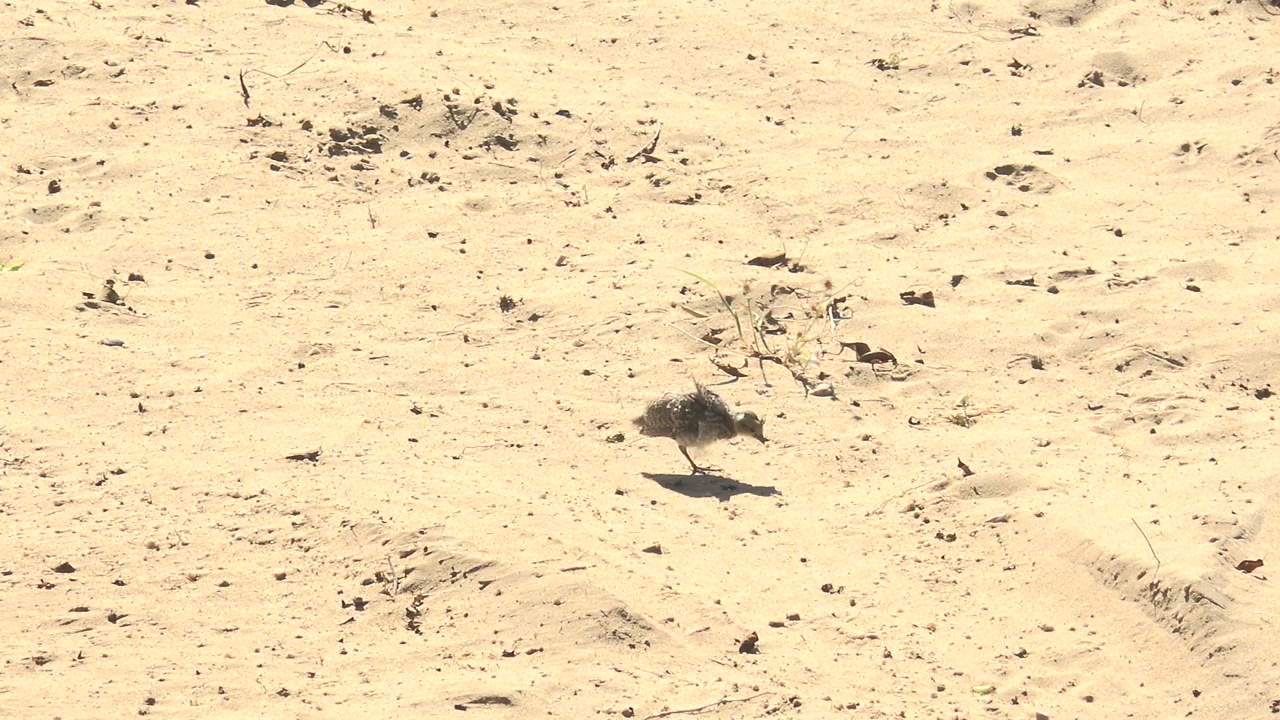 Small bird walking across sandy desert terrain.