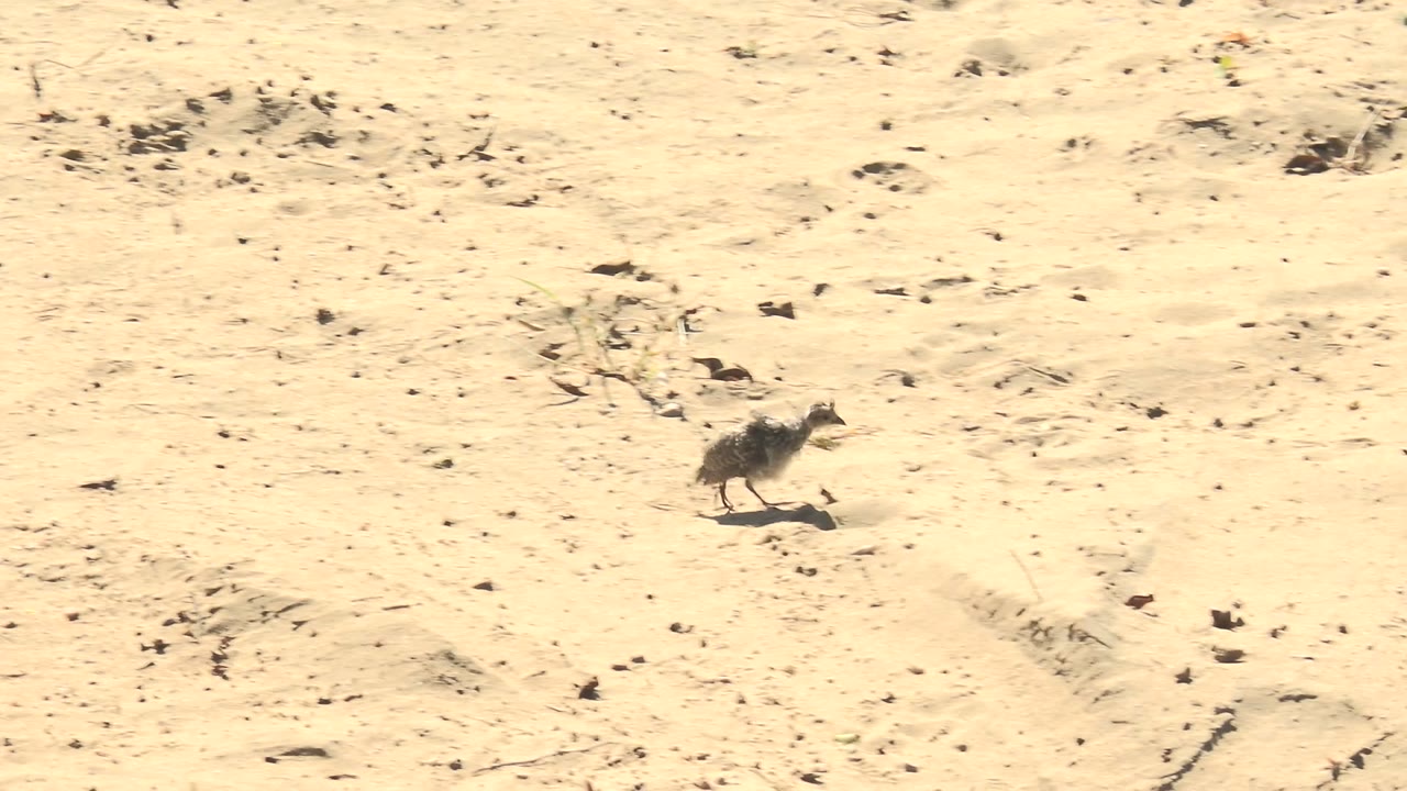 A small bird continues to the right across pale sandy terrain in San Carlos, Baja California Sur, surrounded by dry ground texture and no visible people.