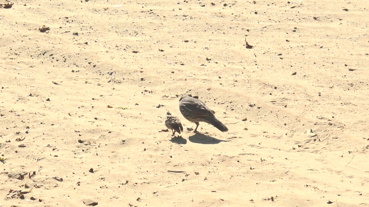At 0:00 in San Carlos, Baja California Sur, a dark adult pigeon stands near a smaller chick on pale sand with scattered leaves and no visible people.