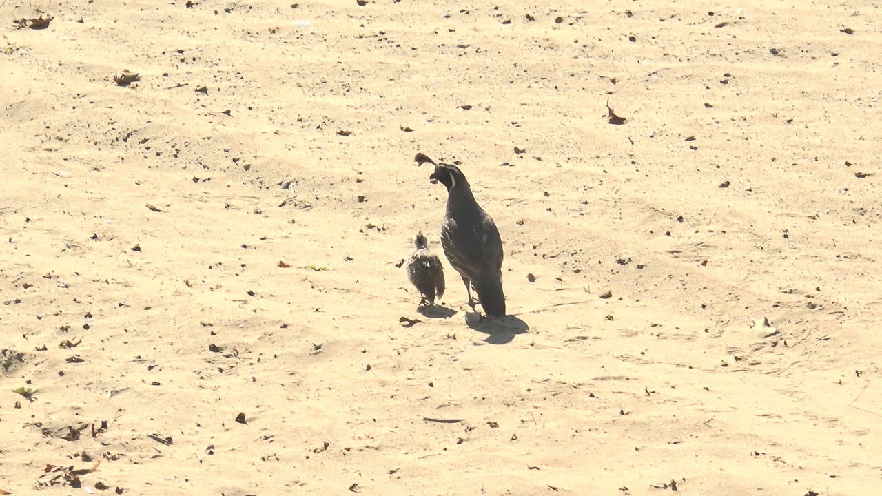 Pigeon and chick walking together across sand