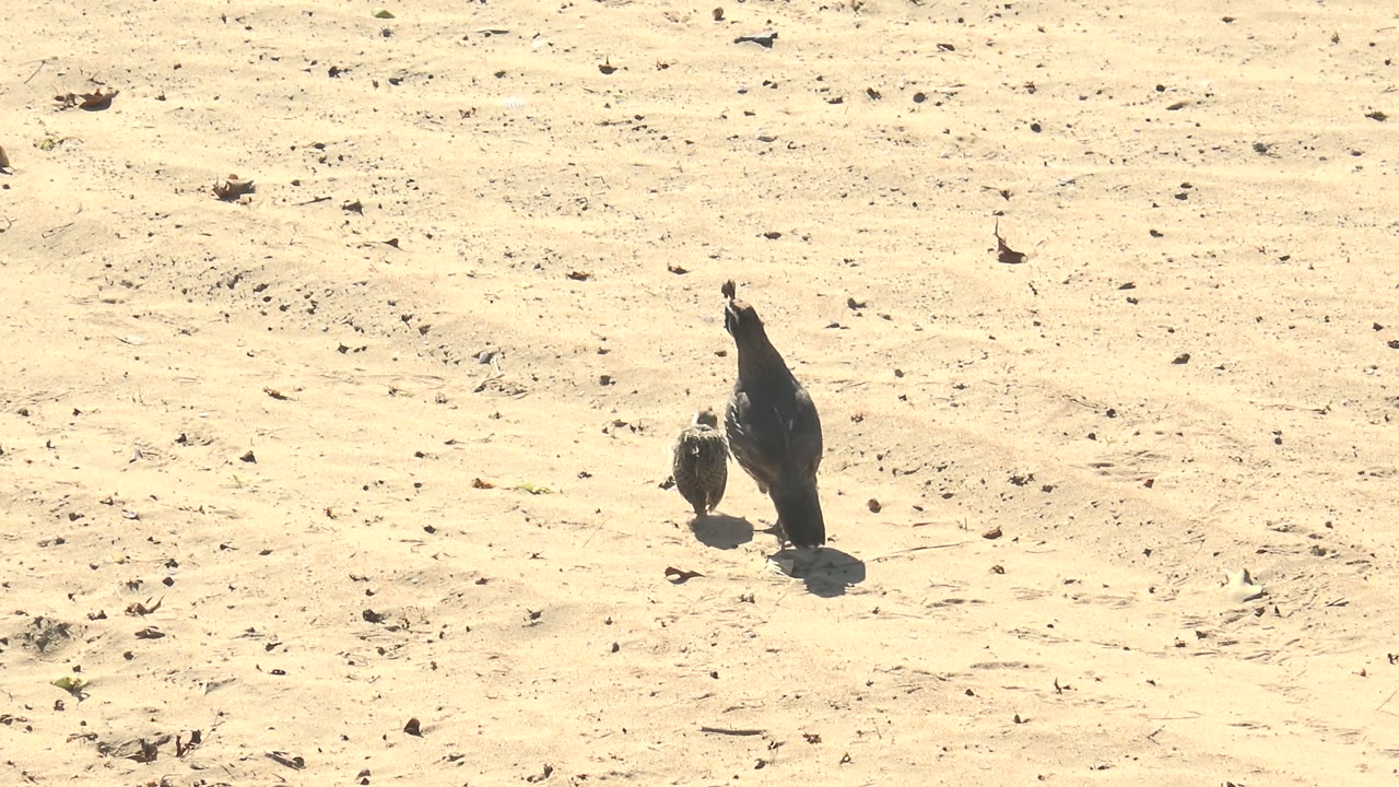 At 0:02 in San Carlos, Baja California Sur, the adult pigeon leads with the chick just behind on a sunlit sandy surface, with sparse leaf litter and no visible people.