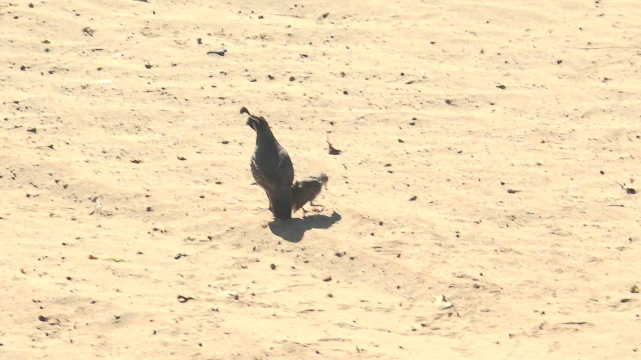 An adult quail leads a small chick across pale sand in San Carlos, Baja California Sur, Mexico, with hard sunlight and no visible people.
