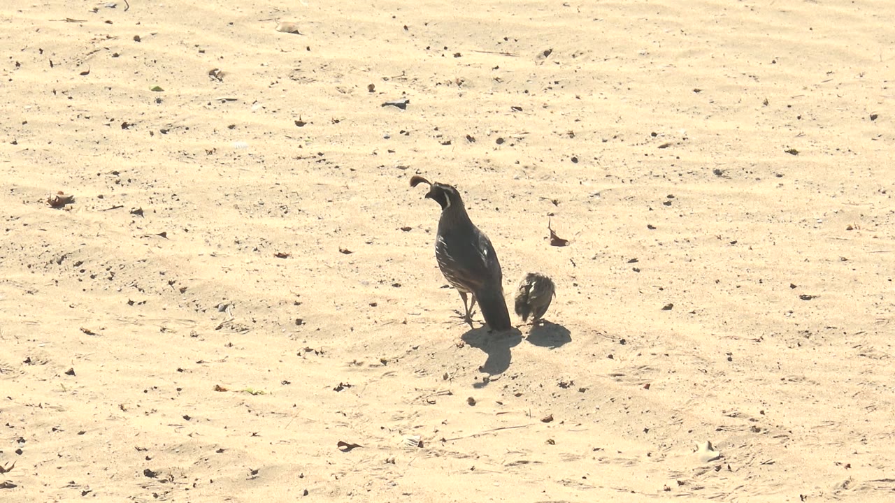 Adult quail standing near chick on sand