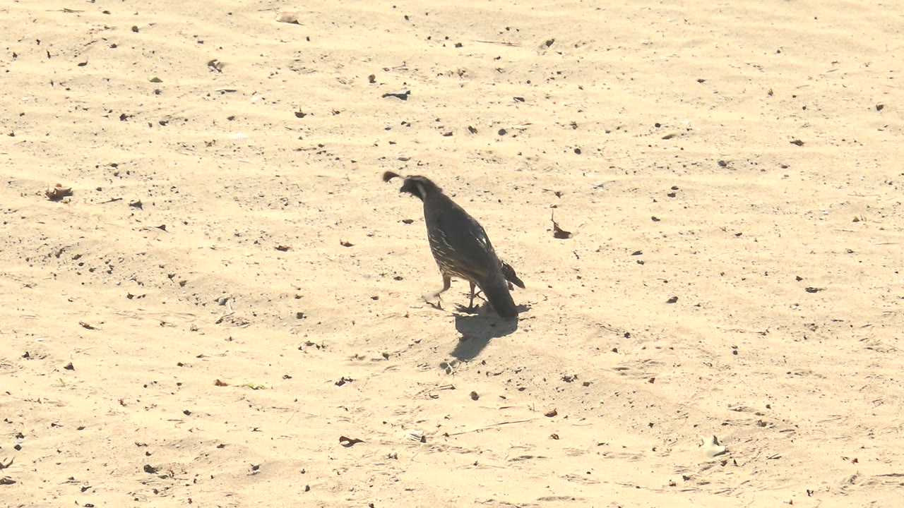 The adult quail walks across the pale sandy ground in San Carlos, Baja California Sur, Mexico, while the chick is not clearly visible in this frame and no people are visible.