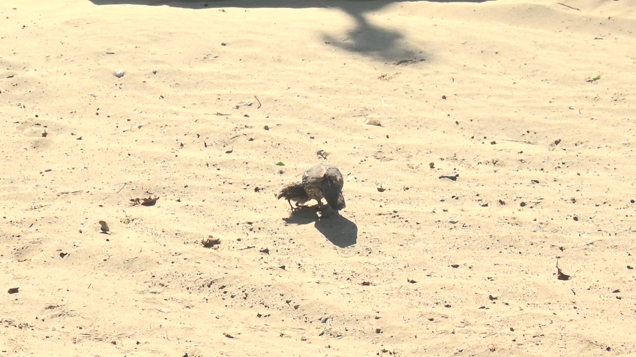 A small chick stands low on pale sandy ground in San Carlos, Baja California Sur, with scattered debris and hard shadowing, no visible people.