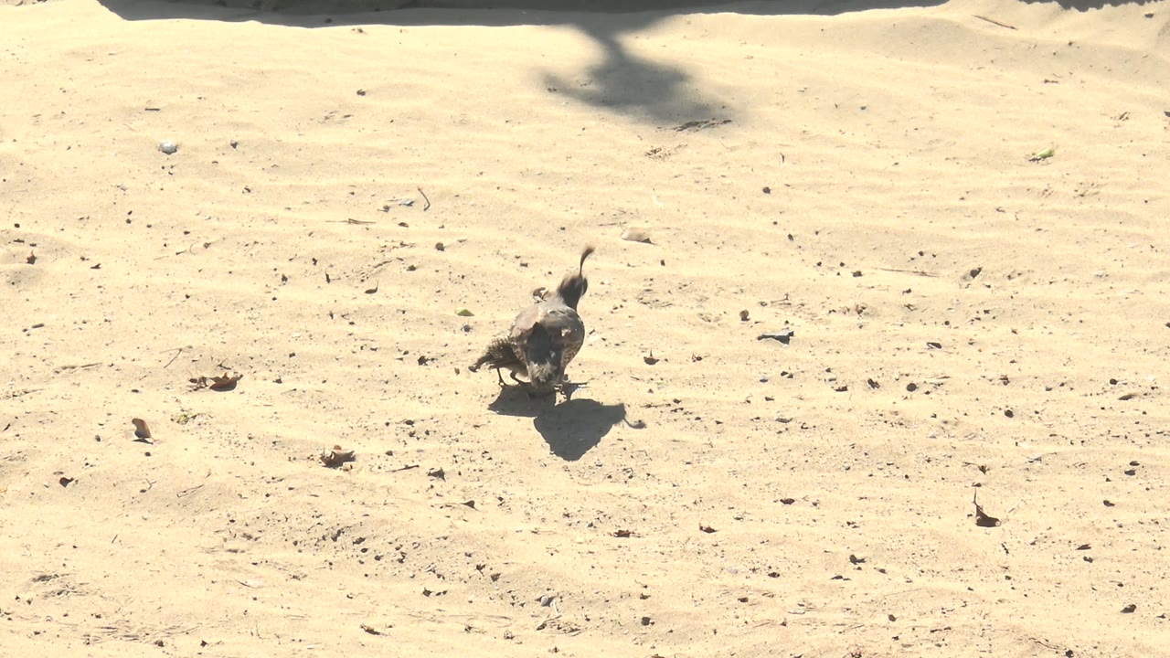 Small chick crossing sunlit sand near open ground.