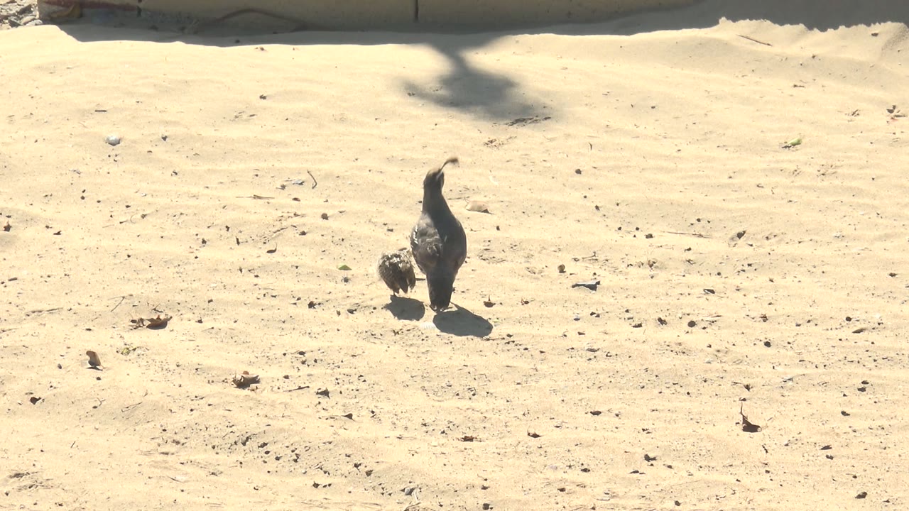 A larger bird stands ahead of the small chick on pale sand in San Carlos, Baja California Sur, with both birds casting short dark shadows and no visible people.
