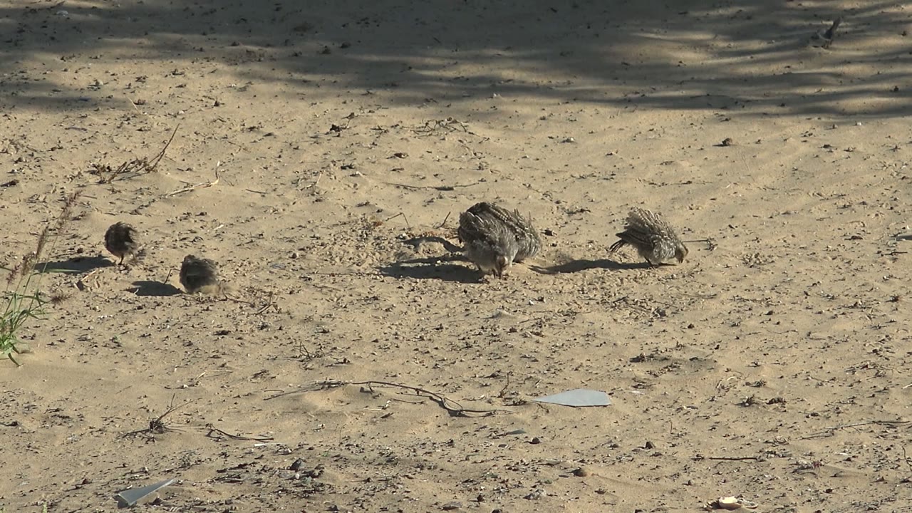 Quail chicks and adult quail forage across sandy ground in San Carlos, Baja California Sur, with scattered twigs, sparse grass, and no visible people.