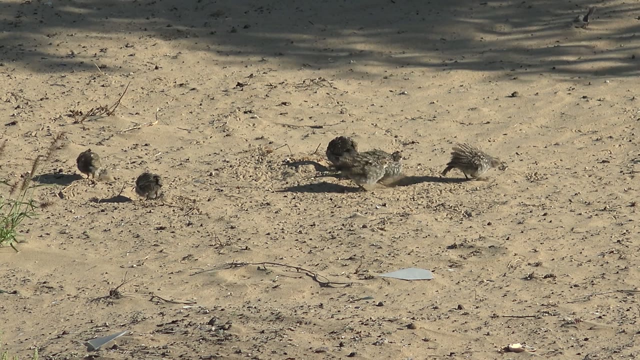 Small quail group pecking on pale sandy earth.