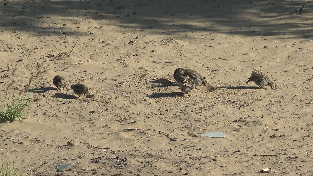 Adult quail and smaller chicks shift positions on open sandy ground in San Carlos, Baja California Sur, with leaf shadows crossing the upper frame and no visible people.