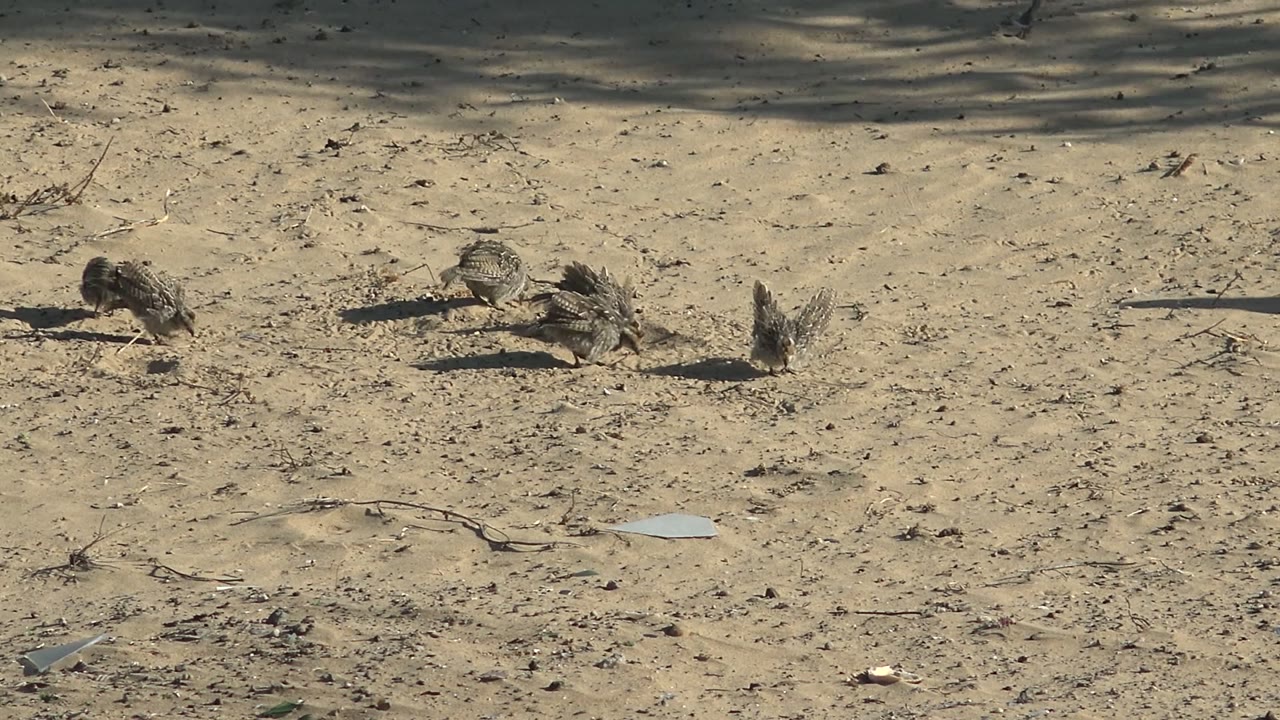 Small quail chicks forage on tan sandy ground in San Carlos, Baja California Sur, with scattered debris, twig shadows, and no visible people.