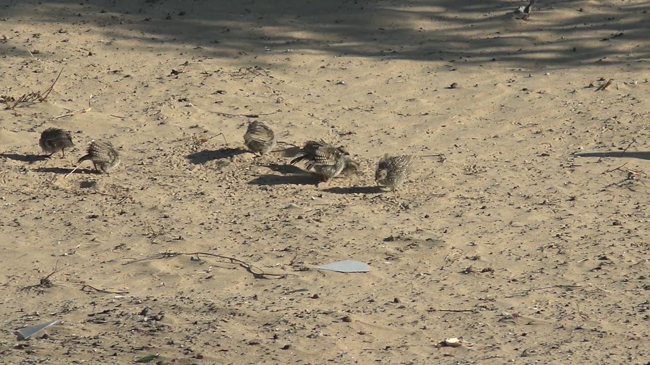 Quail chicks pecking at a sandy surface