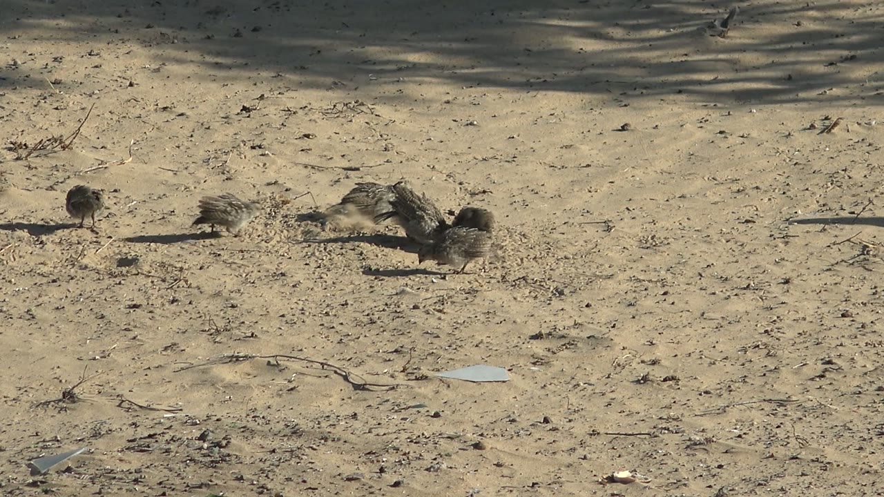 Several quail chicks have shifted apart across the tan sand in San Carlos, Baja California Sur, with a small pale object in the foreground and no visible people.