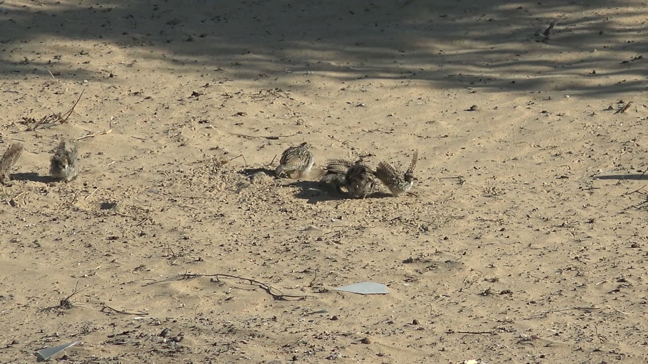 Small brown birds gather on pale sandy ground in San Carlos, Baja California Sur, with twigs, dry debris, and no visible people.
