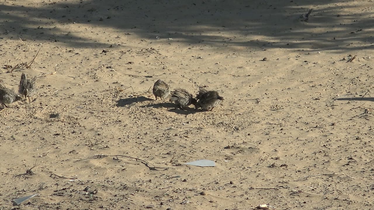 Small birds pecking and shifting on sunlit sand.