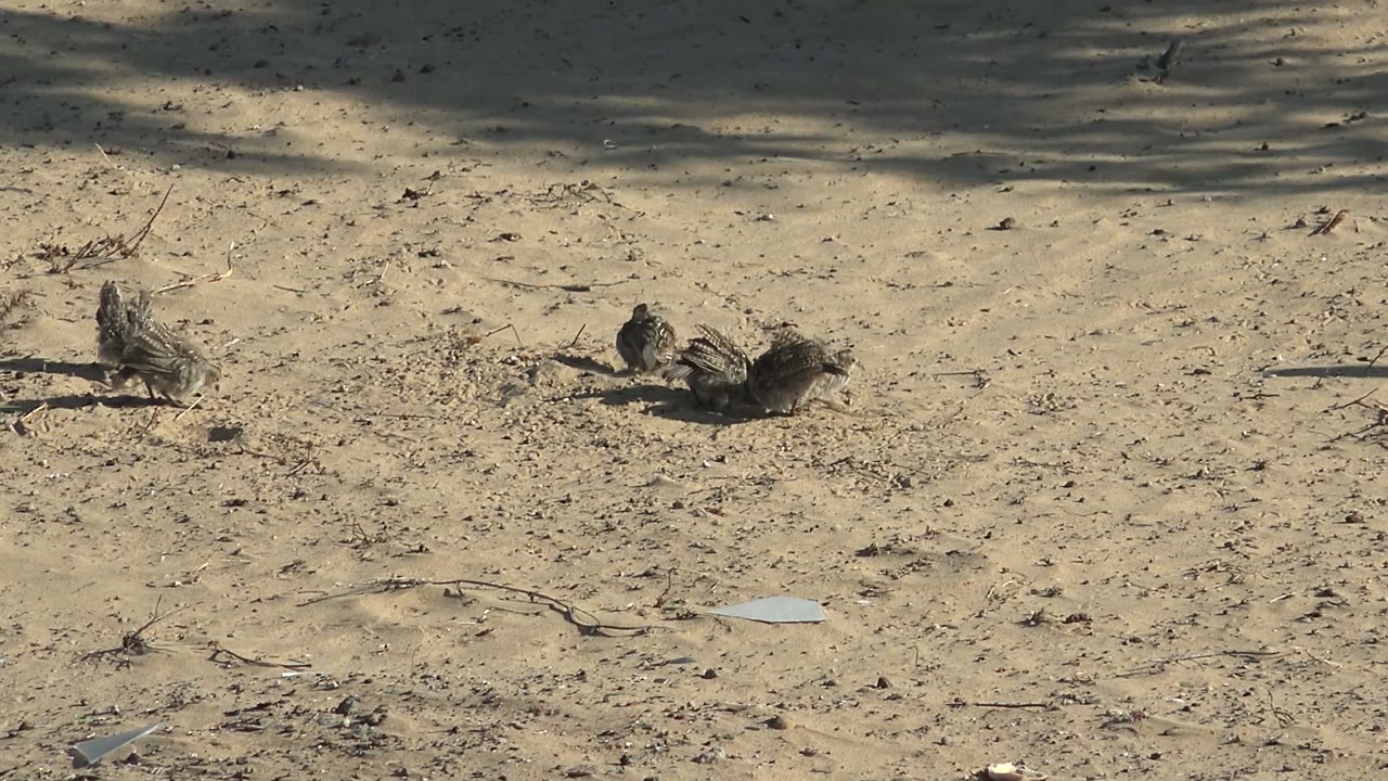 A small group of brown birds stays near the middle of the sandy frame in San Carlos, Baja California Sur, with dry ground texture and no visible people.