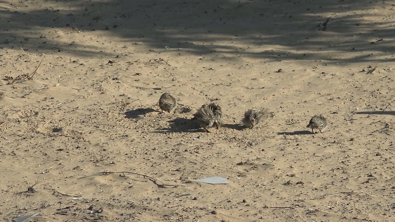 Several small birds stand and move on sandy ground in San Carlos, Baja California Sur, with long shadows and no visible people.