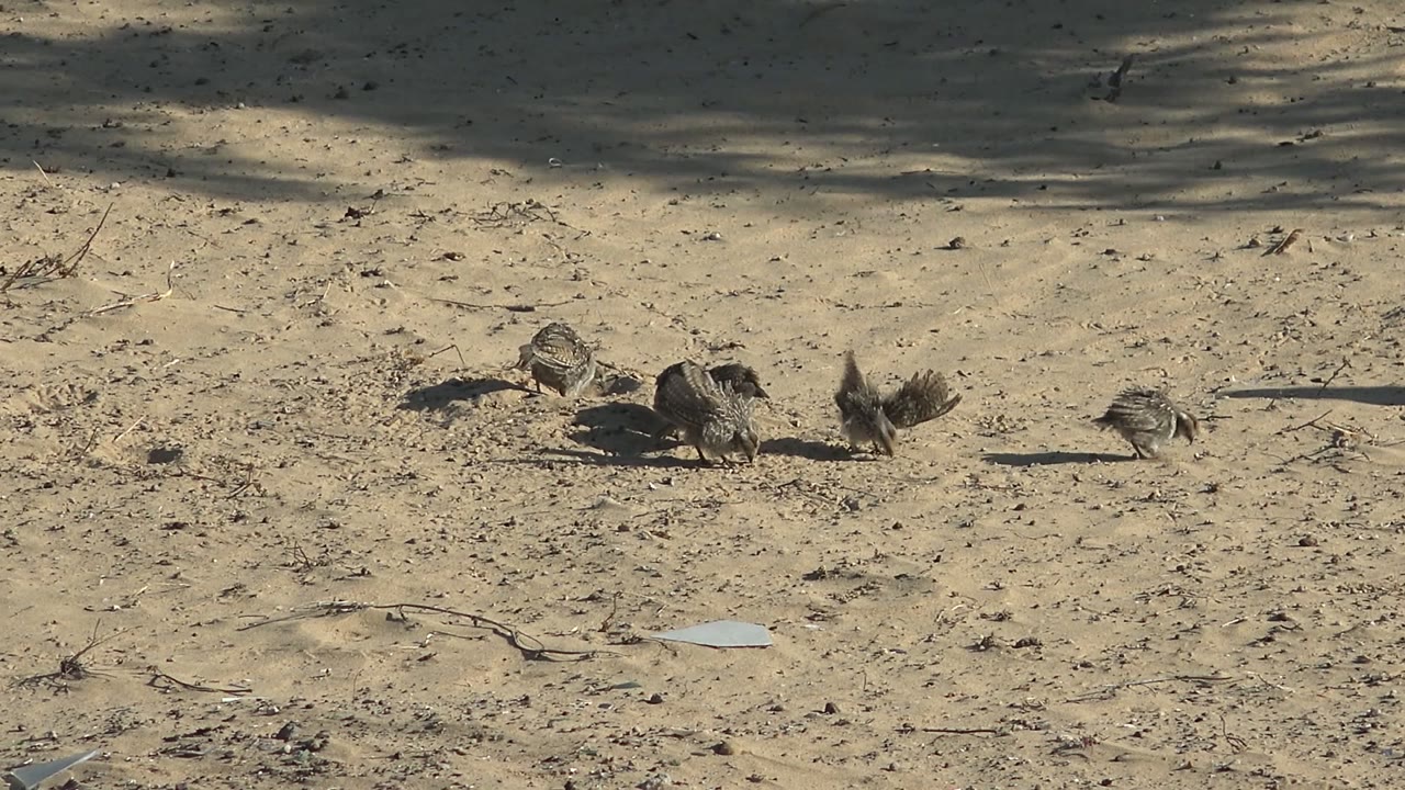 Small birds clustered on sunlit sand.