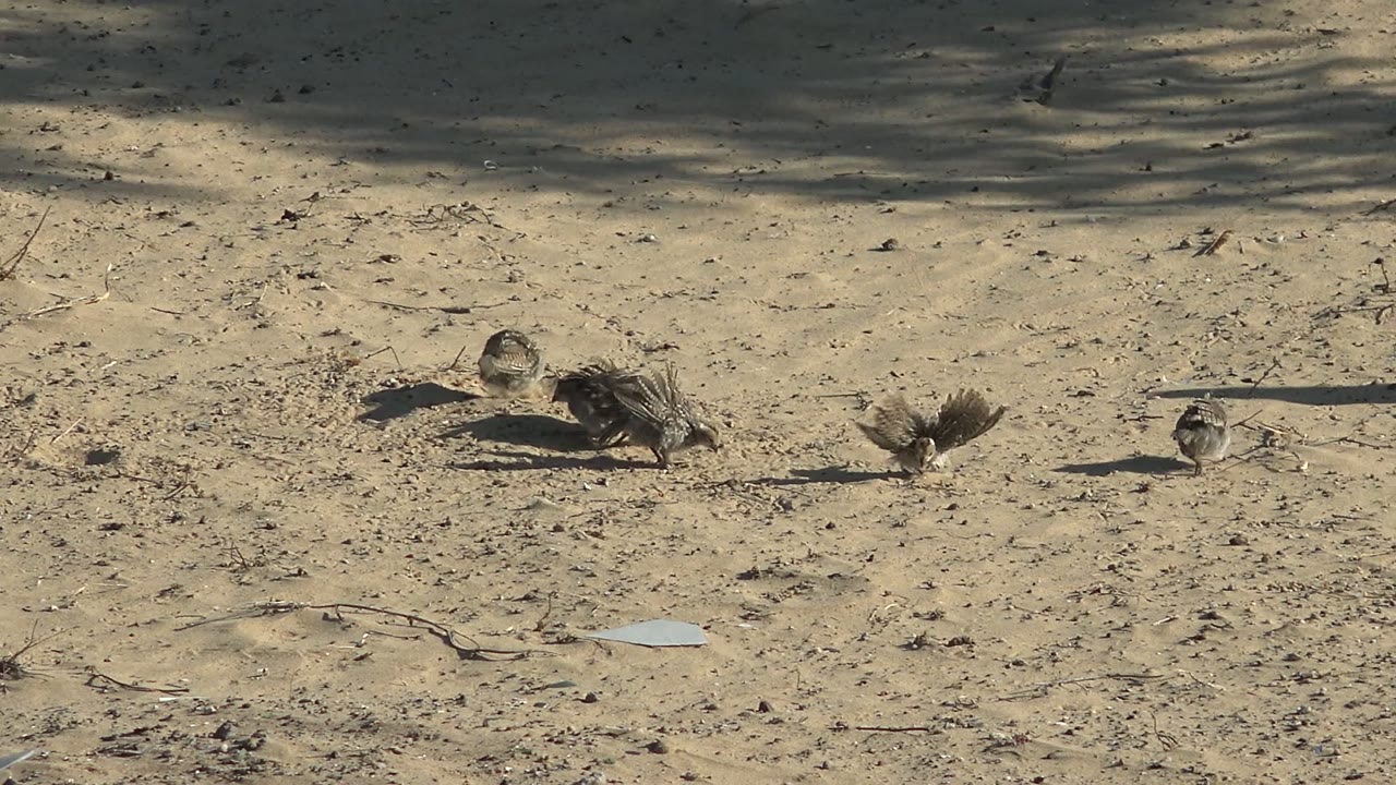 A loose group of small birds moves across pale sandy ground in San Carlos, Baja California Sur, with shadows stretching to the side and no visible people.