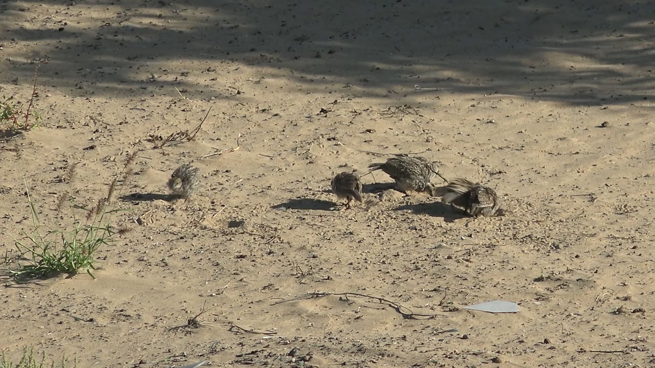 Small brown birds stand and move on sunlit sandy ground in San Carlos, Baja California Sur, with a green plant at left and no visible people.