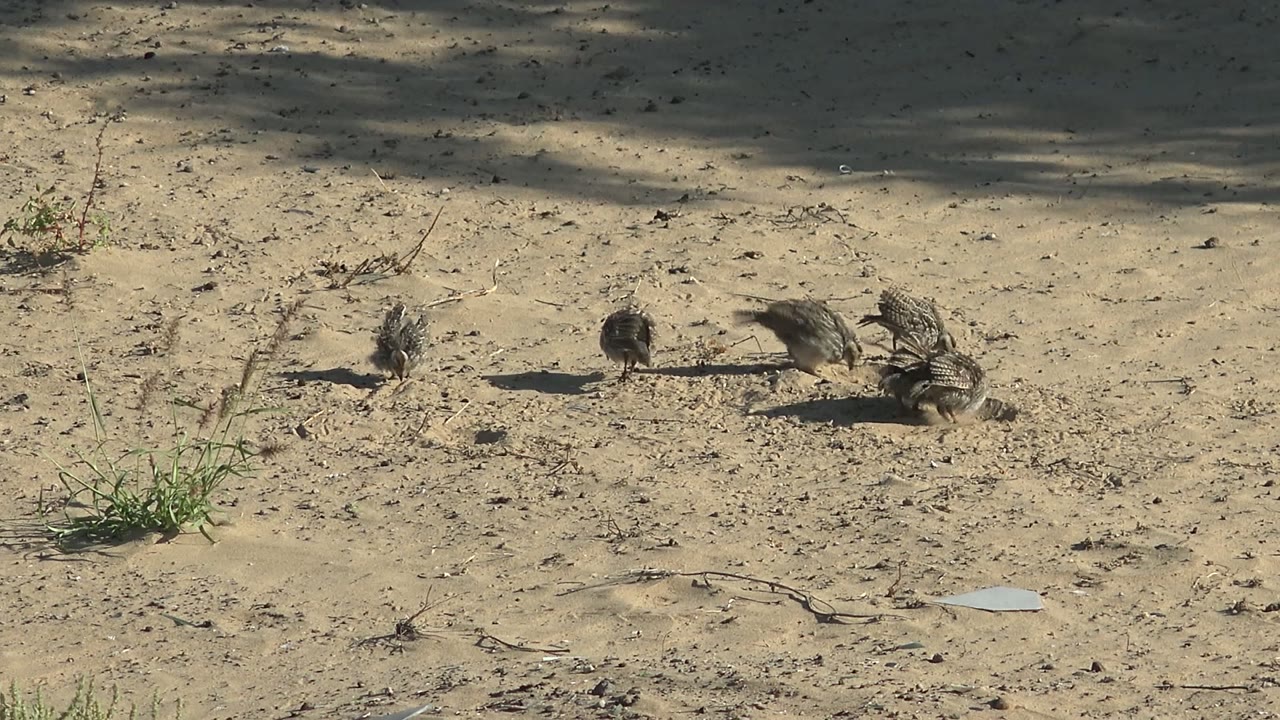 Birds cluster and peck on dry sandy terrain.