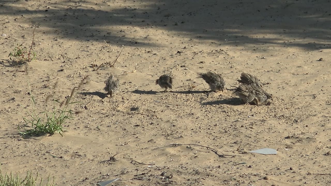 A small bird on the right lifts or flaps its wings while other birds remain nearby on sandy ground in San Carlos, Baja California Sur, with no visible people.