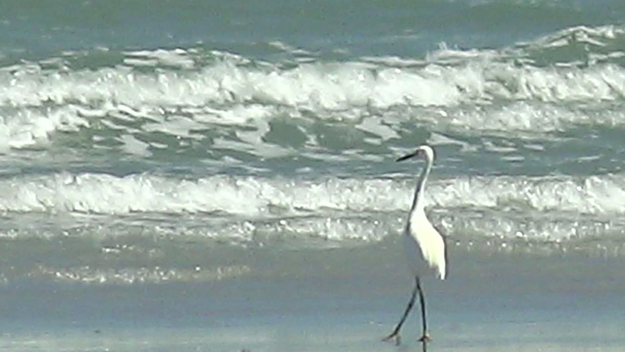 A white heron walks across wet reflective sand at La Bocana in Baja California Sur while white surf breaks in the background, with no visible people.