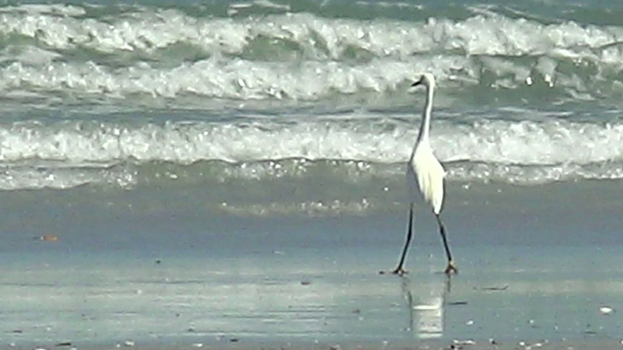 White heron stepping across reflective sand near ocean foam.