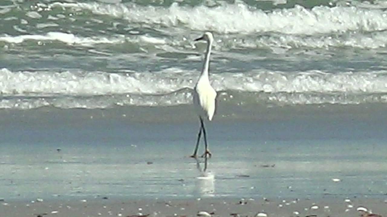A white heron appears farther across the frame on the La Bocana shoreline, standing against layered blue green water and white breaking surf, with no visible people.