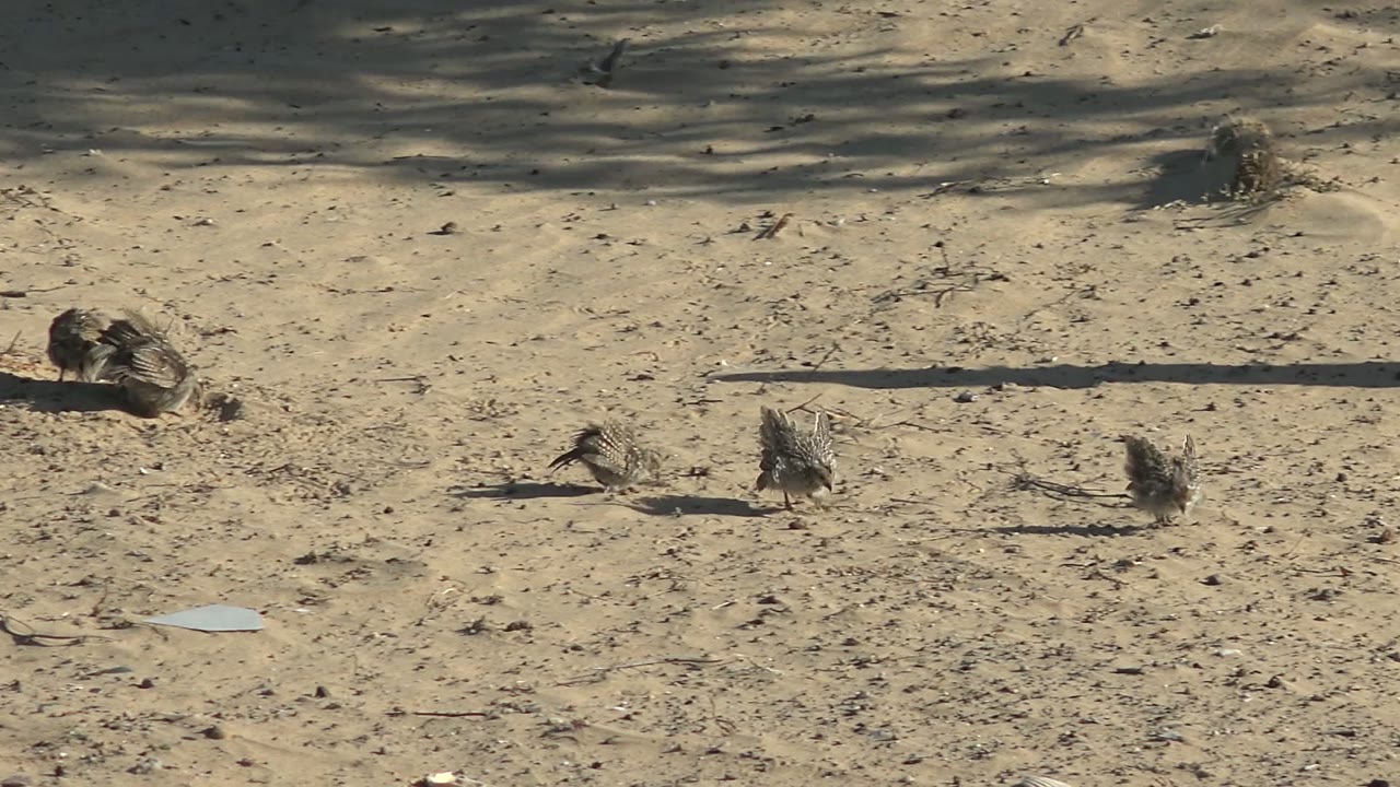 Small brown birds forage across sandy ground in San Carlos, Baja California Sur, Mexico, with long side shadows and no visible people.