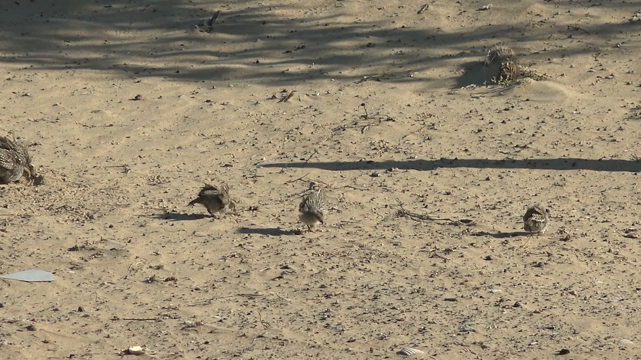 Small birds spaced apart on pale sand.