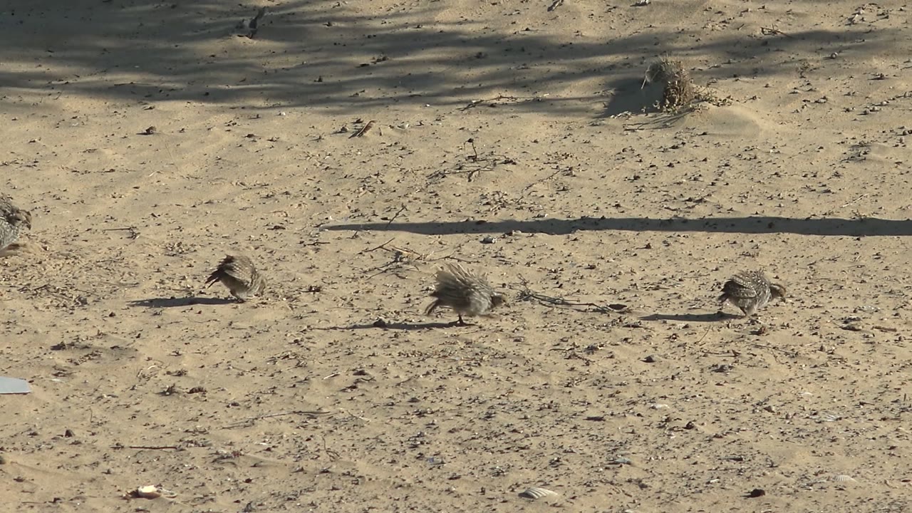 Three small brown birds appear across the sandy frame in San Carlos, Baja California Sur, Mexico, with sparse dry vegetation and no visible people.