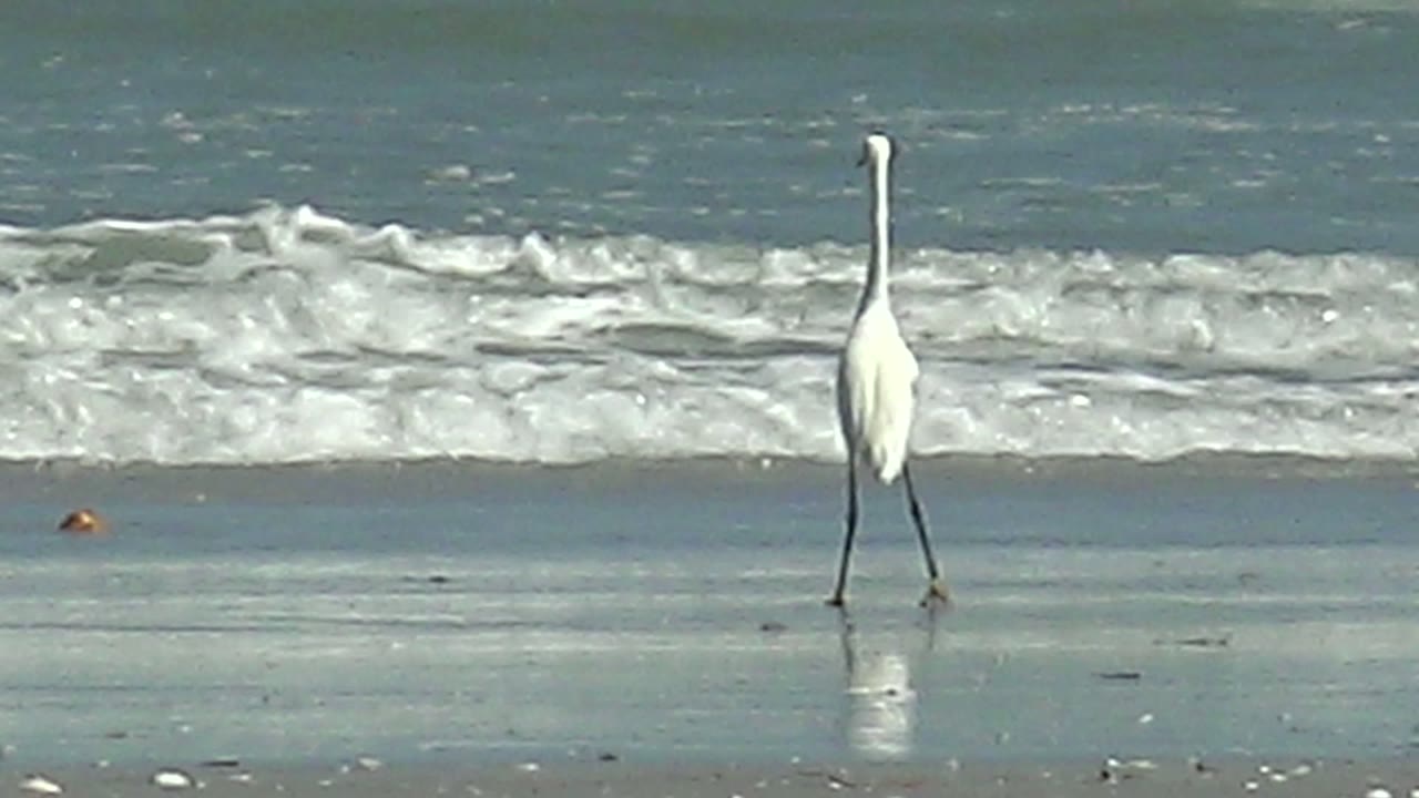 A white heron stands upright on reflective wet sand at La Bocana, Baja California Sur, with breaking ocean waves behind it and no visible people.