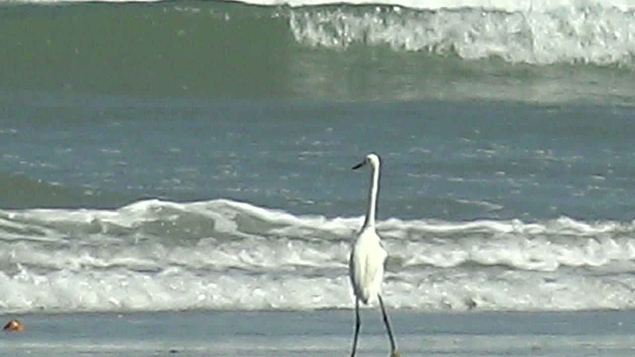 White heron near the shoreline as a low wave rolls in.