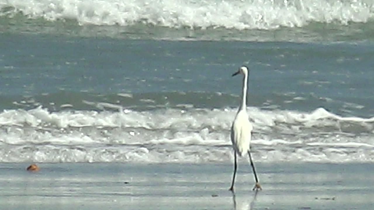 A white heron stands on the right side of the wet beach at La Bocana, Baja California Sur, with foamy surf crossing the rear of the frame and no visible people.