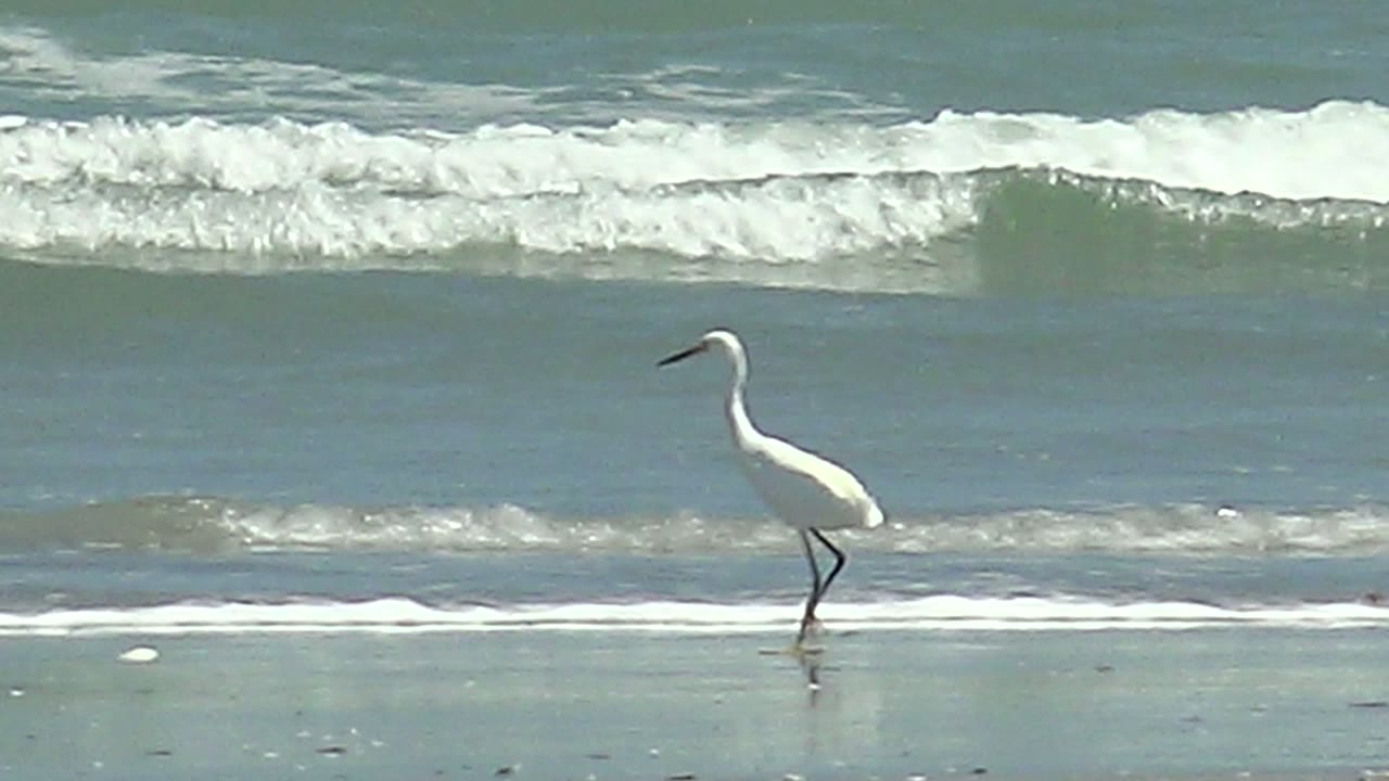 A white heron walks left along wet sand at La Bocana, Baja California Sur, with thin foam lines and teal surf behind it and no visible people.