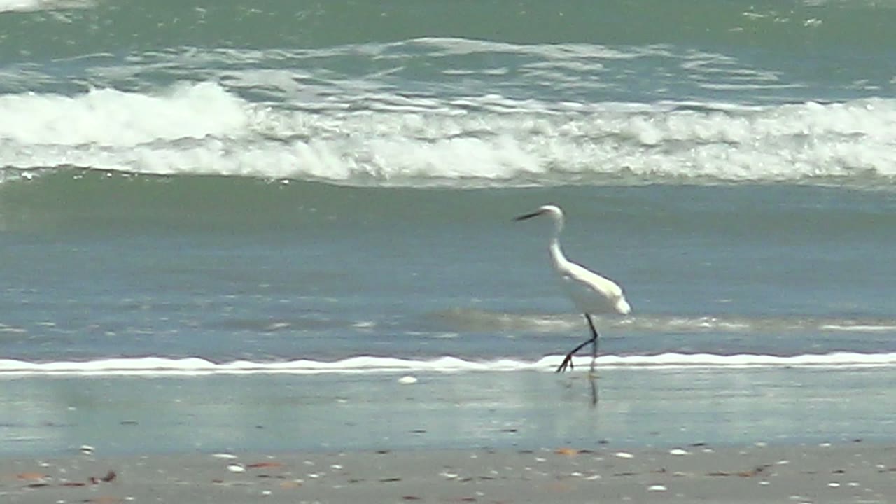 White wading bird stepping through shallow beach water