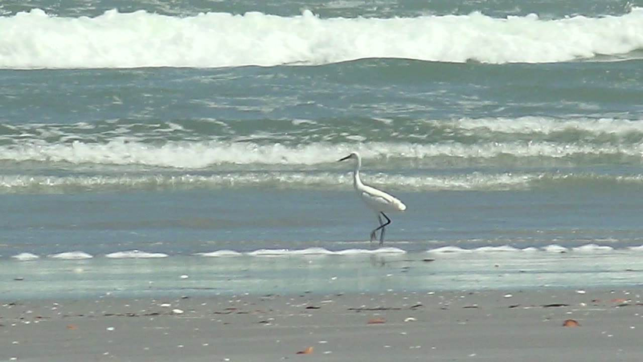 At 0:00, a white egret walks left-to-right through shallow water on the La Bocana shoreline, with foamy waves behind it and no visible people.
